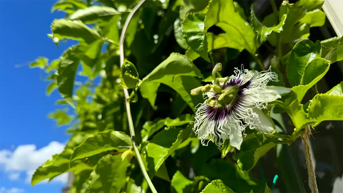 パッションフルーツの花