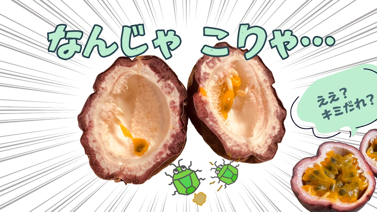 カメムシ被害のパッションフルーツ