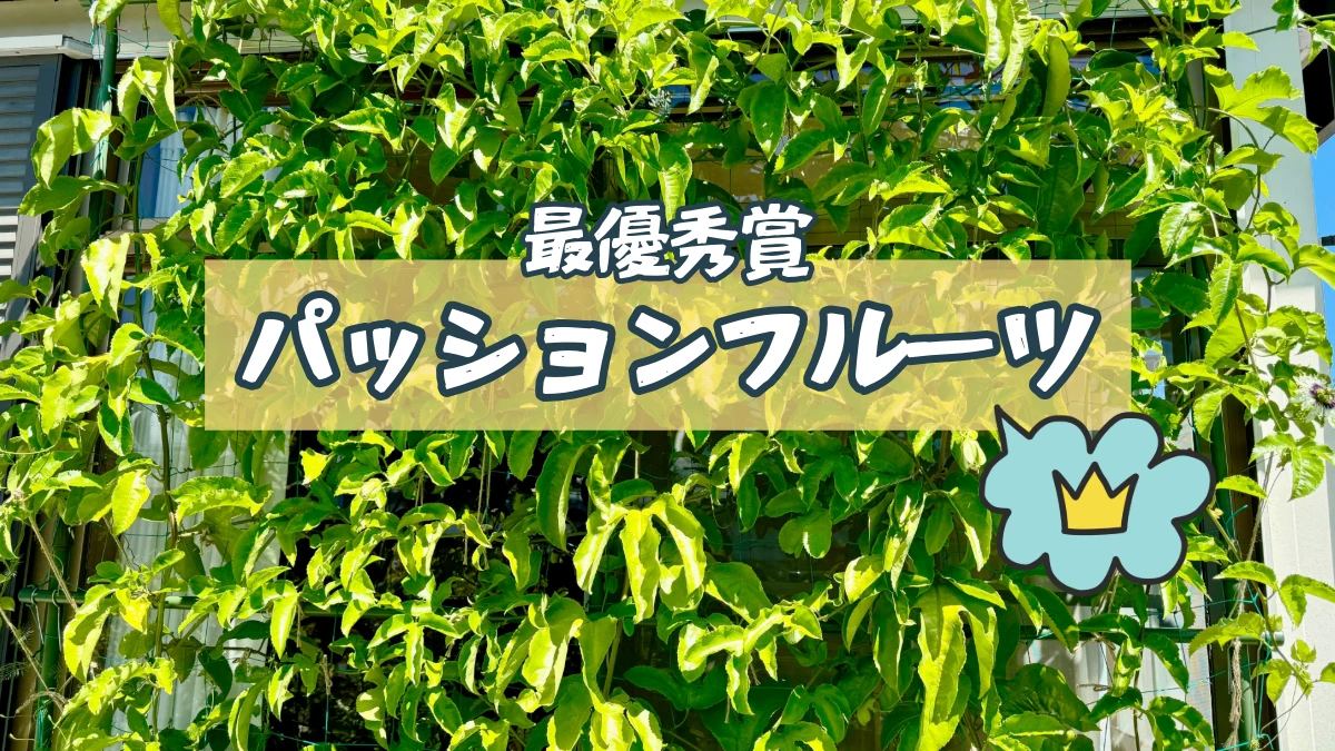 パッションフルーツのグリーンカーテン