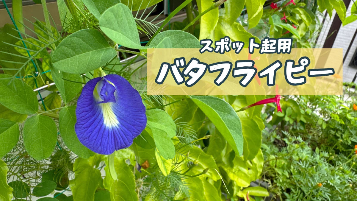バタフライピーのグリーンカーテン