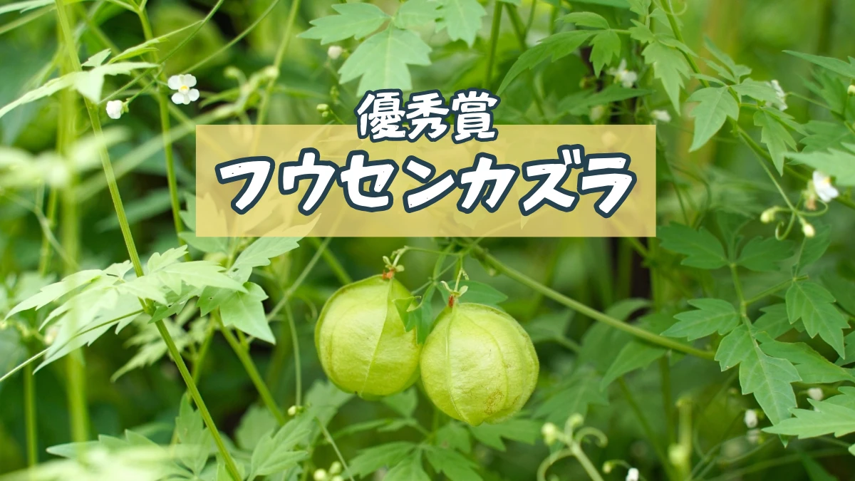 フウセンカズラのグリーンカーテン