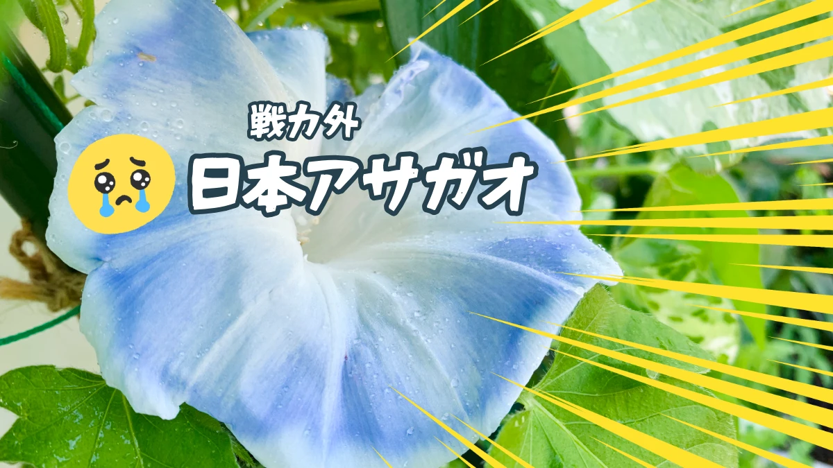 日本アサガオのグリーンカーテン
