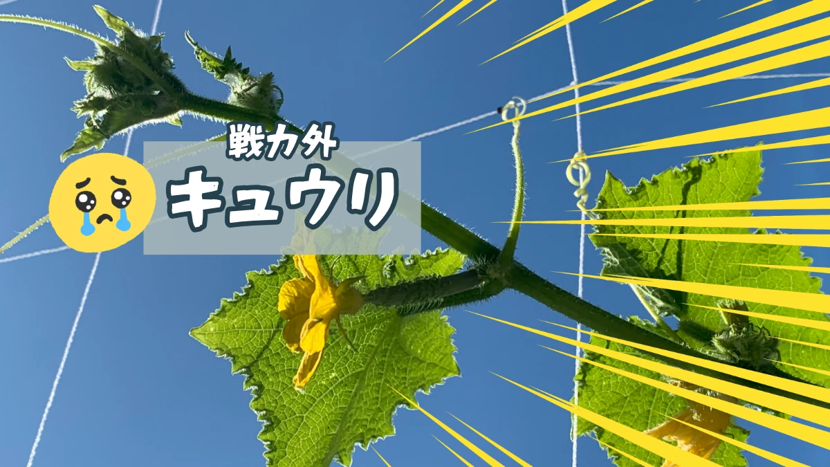 キュウリのグリーンカーテン