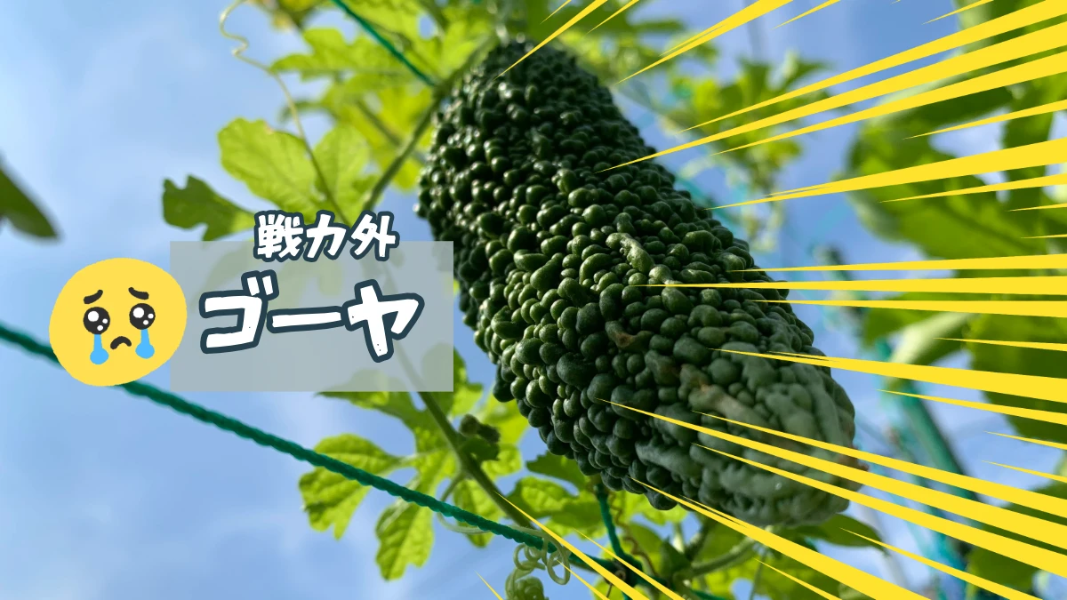 ゴーヤのグリーンカーテン