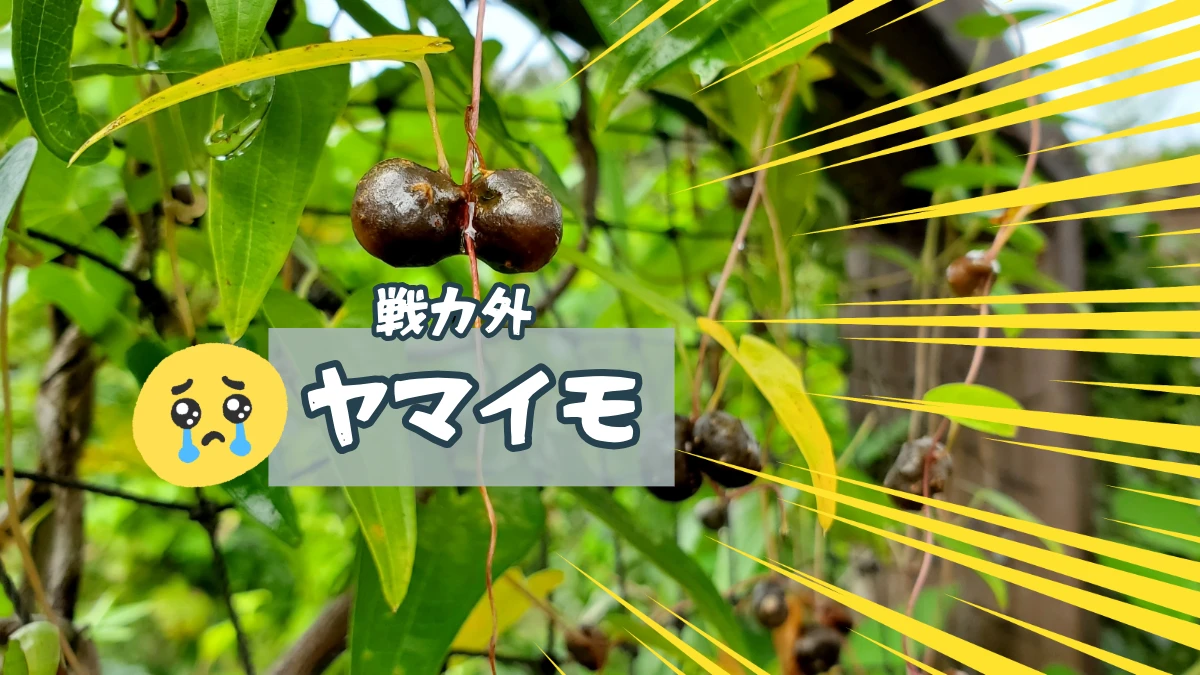 ヤマイモのグリーンカーテン