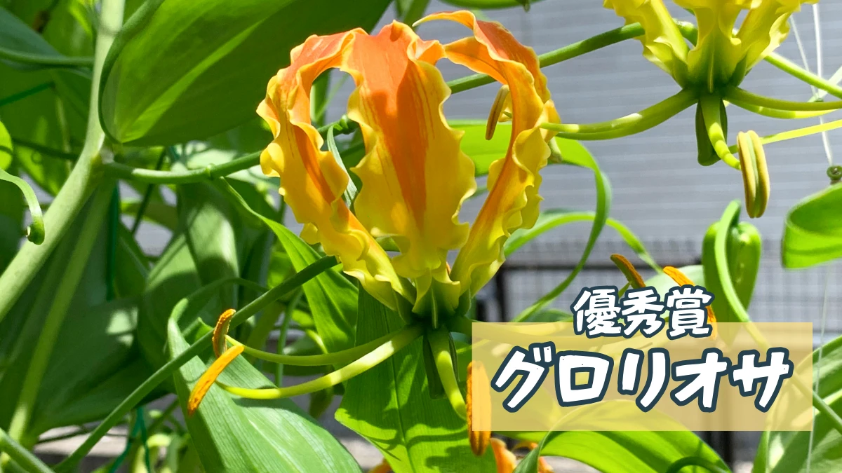 グロリオサのグリーンカーテン
