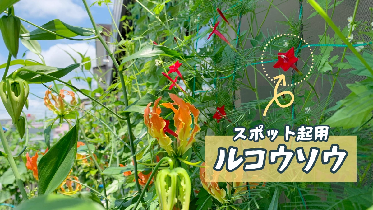 ルコウソウのグリーンカーテン
