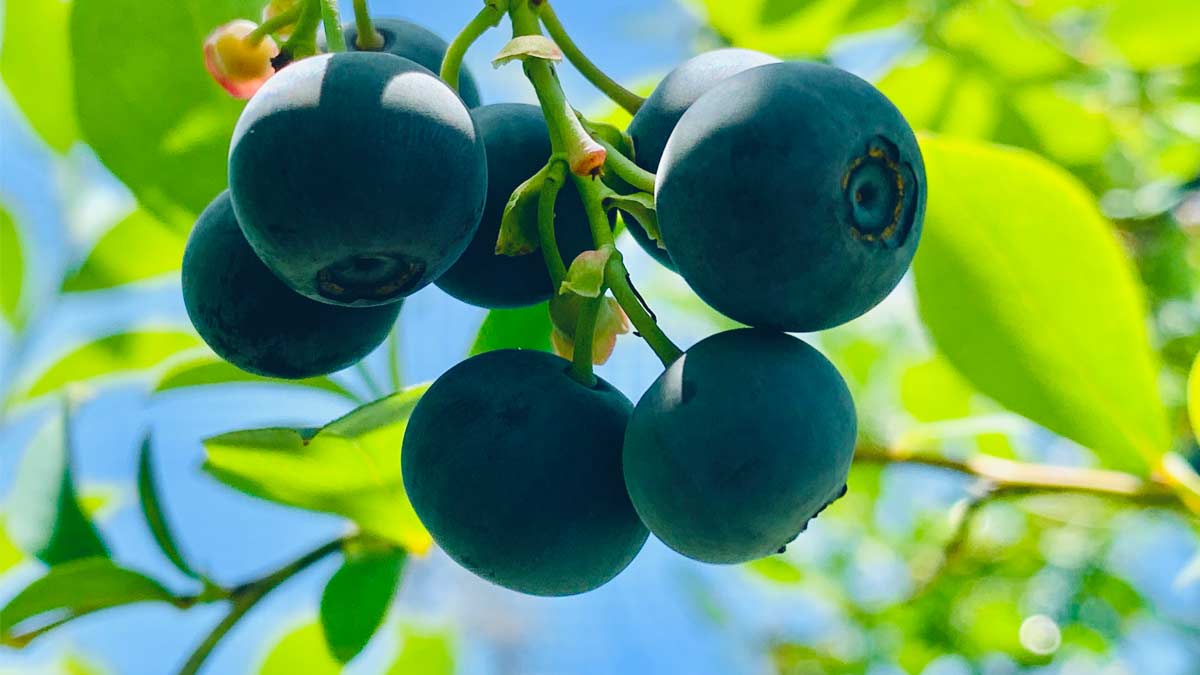 【悲報】春に咲くブルーベリーが秋に咲いてしまった！来年は実が収穫できないんじゃないか！？