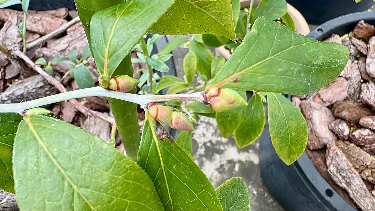 11月に出てきたブルーベリーの葉芽
